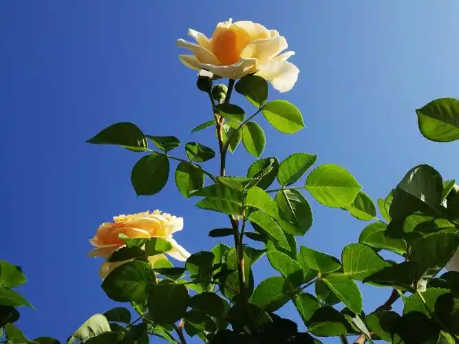 春天赏花季,各种各样的花开得美美的,看到这些漂亮的花,所有的烦心事