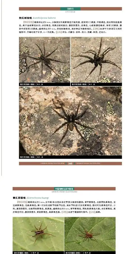 现货中国蜘蛛生态大图鉴昆虫图鉴蜘蛛学蜘蛛生态识别收录中国蜘蛛全部