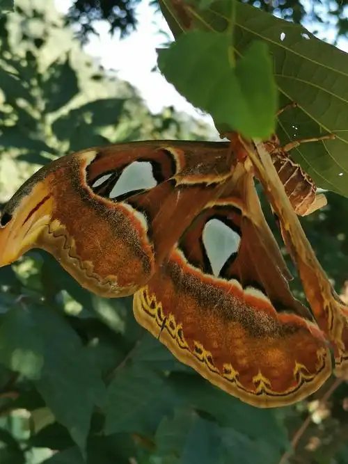 一只巨大的飞蛾单片翅膀有一个大巴掌那么大