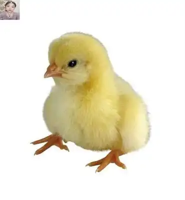 小鸡活的活苗小型童年鸡崽活物活体两只其它宠物