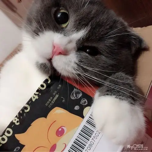 英短蓝白折耳 找个男朋友