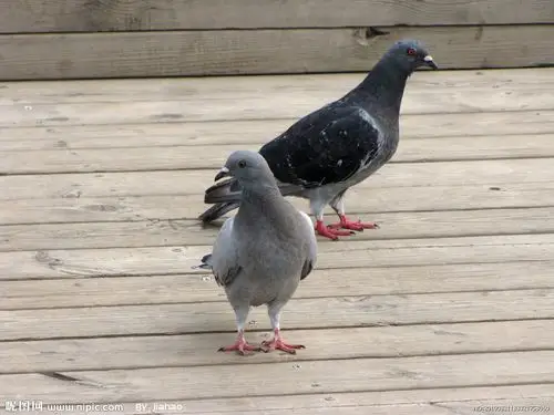 鹁鸽图片