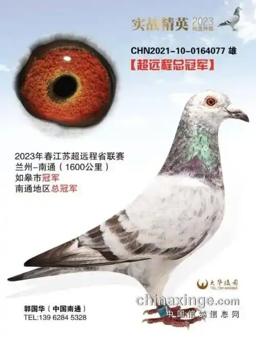 孤胆雄鹰 不死必归!盘点2023年六场超远程大赛冠军