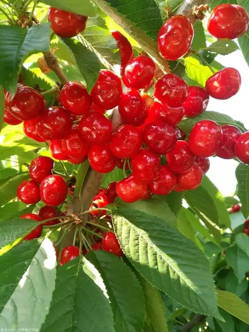 kgb树型萨米托大樱桃树施肥方法kgb树型樱桃苗种植技术