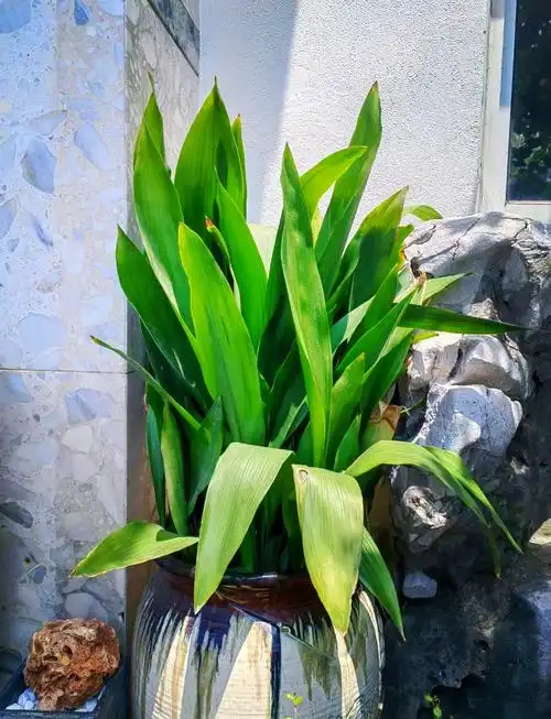 91一叶兰的养护秘籍97