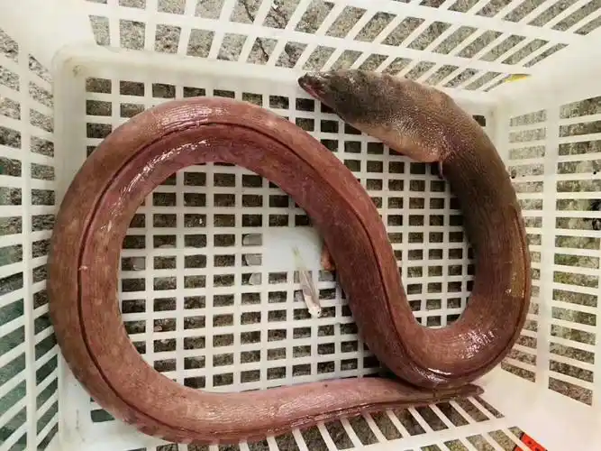 正宗野生土龙是什么?土龙的营养价值及功效?