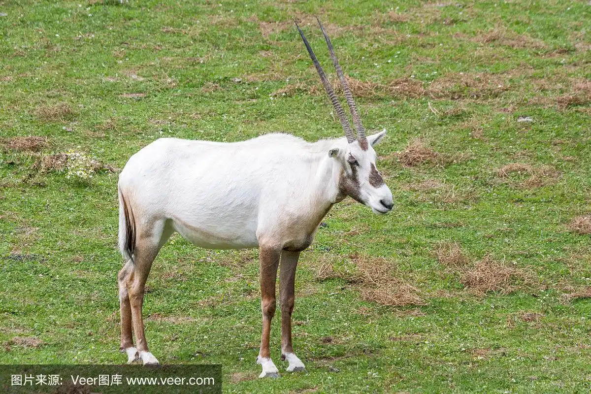 阿拉伯白羚羊,中等大小的羚羊.
