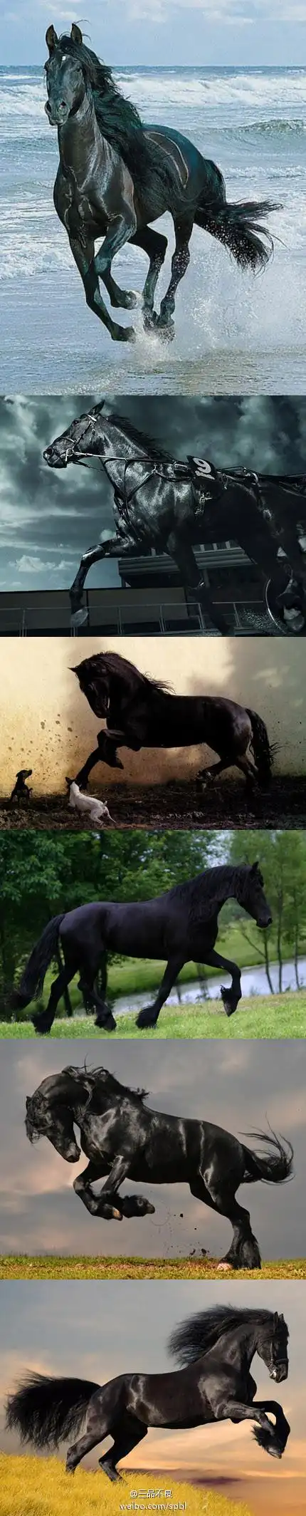 黑马也帅,金马也帅-堆糖,美好生活研究所