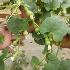 迷你小葫芦苗手捻葫芦秧苗文玩葫芦苗庭院盆地栽种子籽种苗带原土