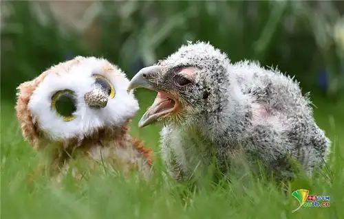 英国一动物中心首次成功孵化黄雕鸮幼鸟
