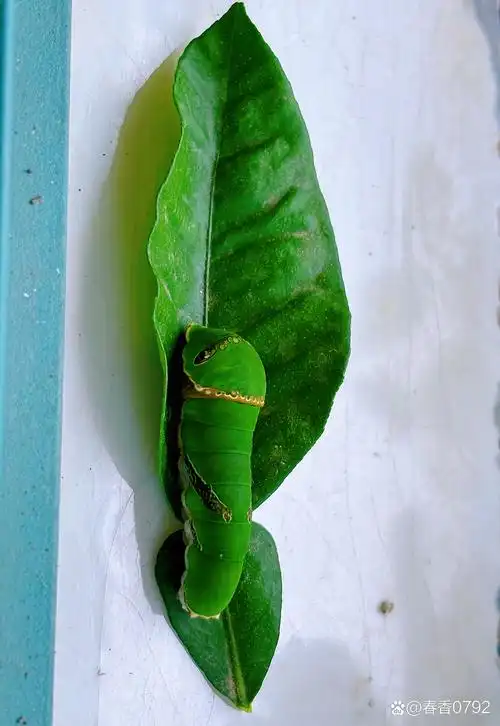 和剪刀连同叶子一起剪下来,一哆嗦扔到楼下树上去了,哎呦,心有余悸啊