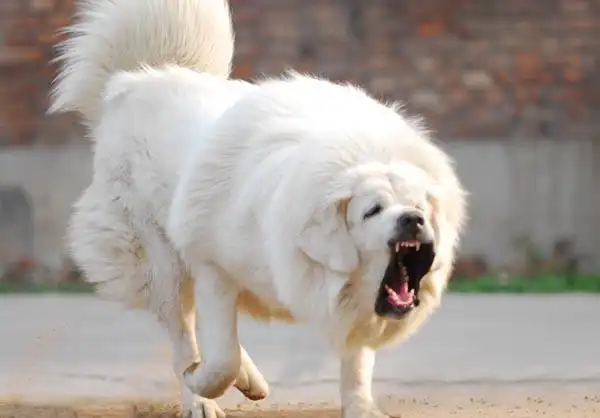 雪獒,全身雪白的藏獒,又称白獒 ,藏狗,羌狗,蕃狗,大猊