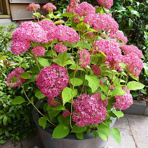 红豆园艺无敌贝拉安娜安娜绣绣球花带花苞乔木绣球