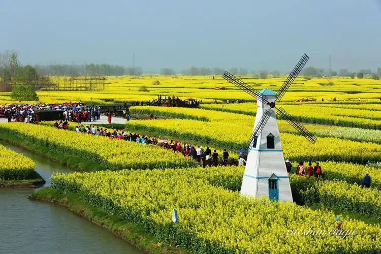 投资30亿元发展旅游这片油菜花却被本地农民喊我们要吃饭