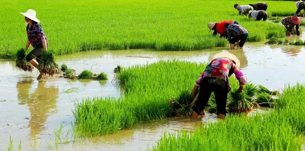 江西万年稻作文化系统稻作习俗