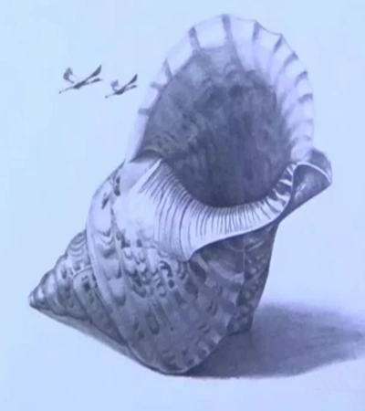 标签关键词海螺素描