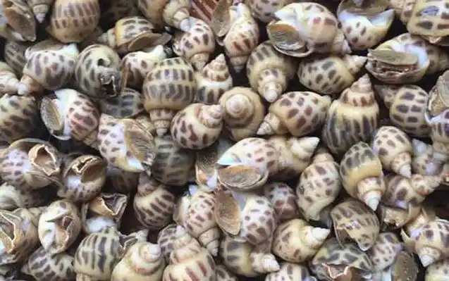 东风螺是什么螺