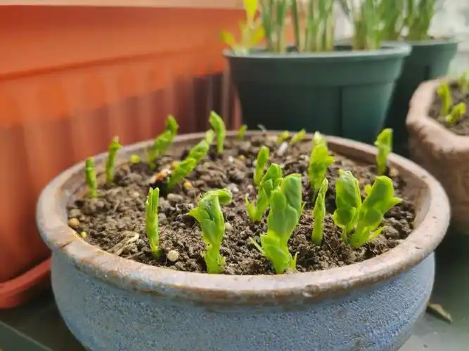 想想不久的将来就可以吃上自己种的豌豆尖,好鸡冻!