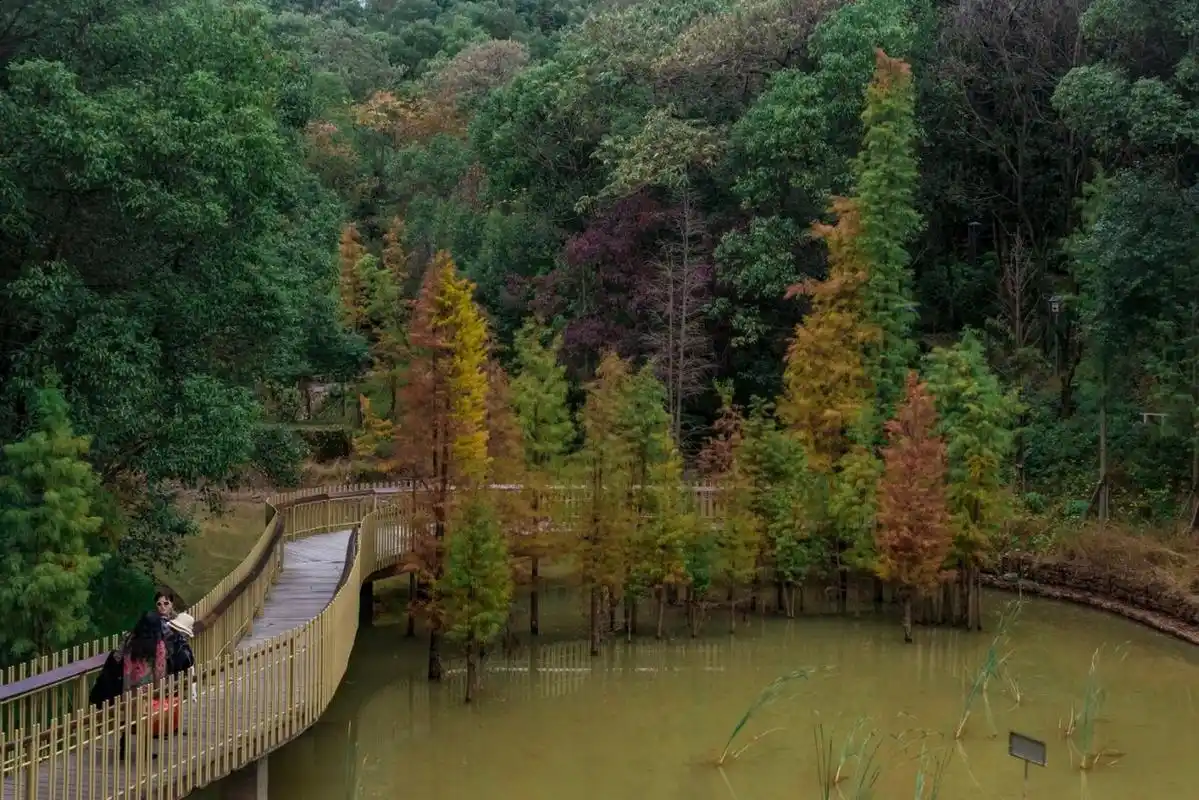 江西|磨盘山,全省最长的森林步道 96磨盘山森林公园位于南昌市湾里