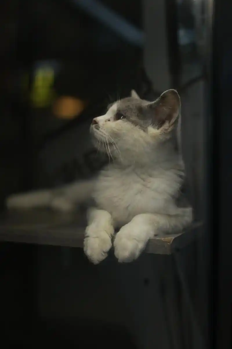 孤独的猫在等待归宿92 #猫咪 #孤独 - 抖音