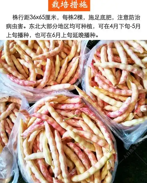 红金钩豆角种子东北油豆角种籽春季秋季架芸豆菜豆籽蔬菜种孑四季黄金