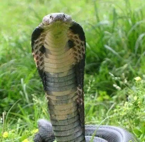 世界上最长的毒蛇眼镜王蛇长近6米一口咬死亚洲象