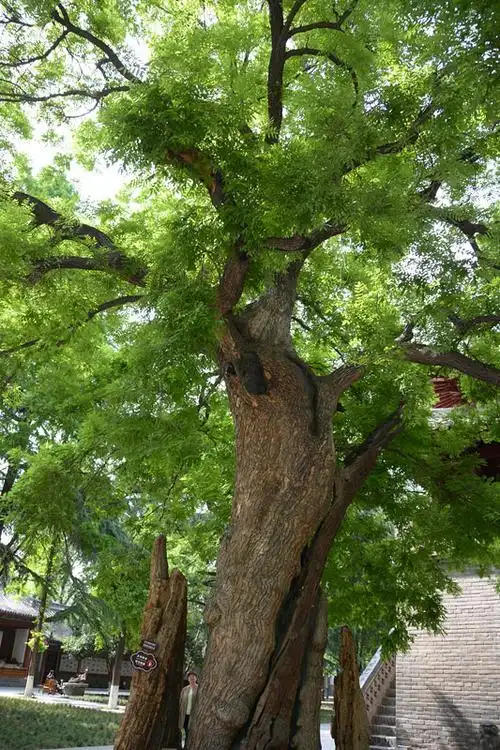 风景槐树图片大全 槐花树图片大全