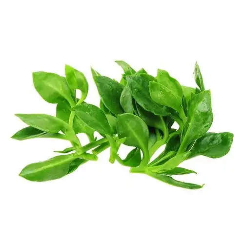 田七农家菜菜蔬野菜盆栽四季菜园农家菜种沙拉家庭园艺种子