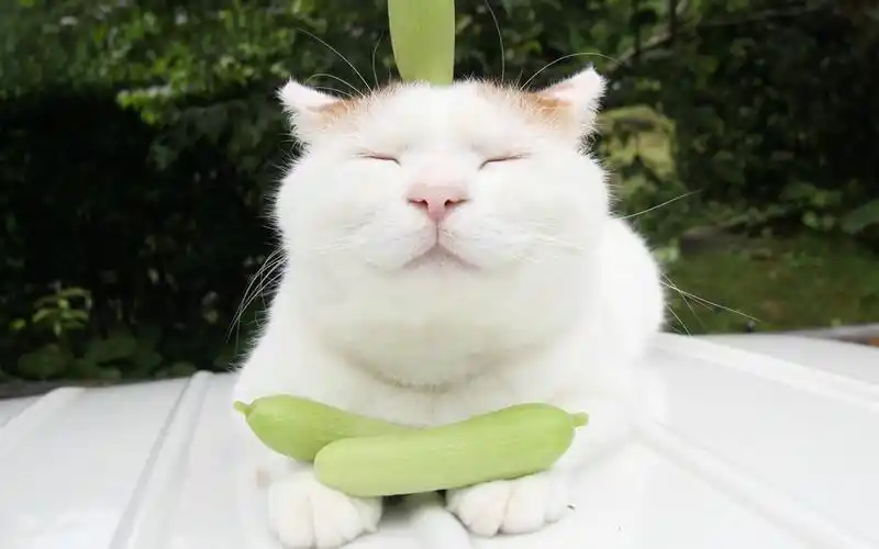 可爱的白色小猫喵星人搞笑卖萌图片桌面壁纸高清