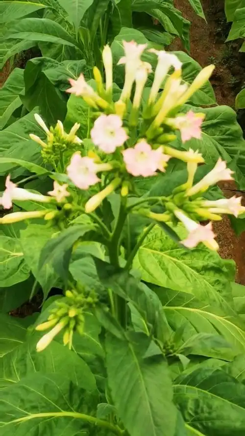 我觉得美的烟草花,农民却不喜欢,因为开花了,烟叶就不会长很多了.