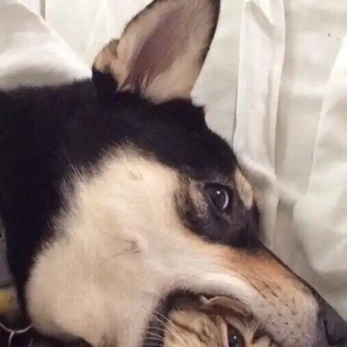 情侣头像gif情头gif搞笑可爱情头gif