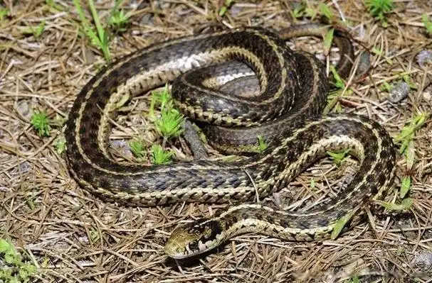 中国十大无毒蛇排行榜第一名大王蛇个头比较大