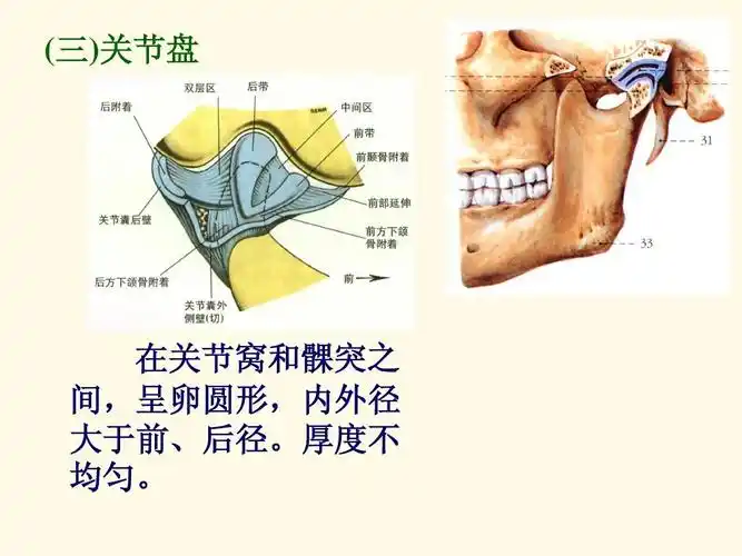 颞下颌关节运动学ppt