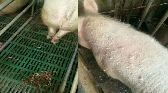 寄生虫吃掉猪场利润,还会造成非瘟感染率升高,如何有效驱虫?