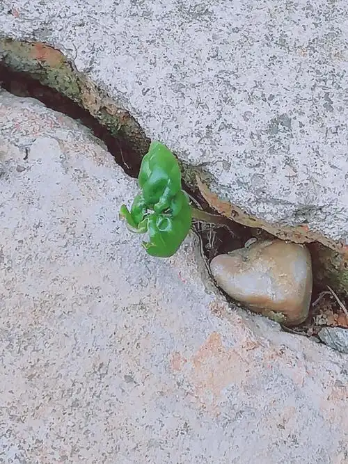 即使破碎也要顽强