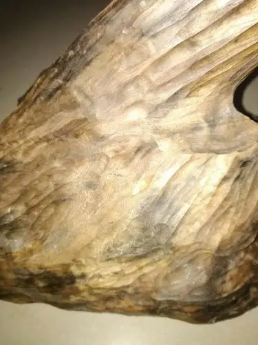 金丝楠木化石.请各位行家看看.有多大的架子.