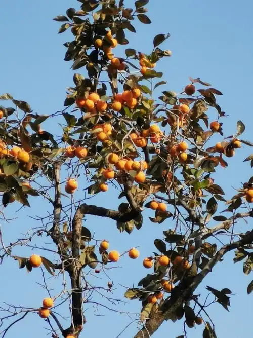一颗柿子树的魅力各种距离拍摄