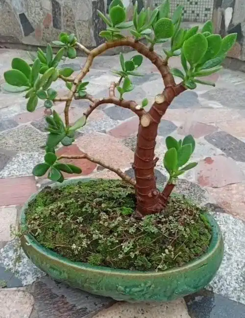 玉树怎么养才能变茂盛(养玉树做好3个小步骤)(13)