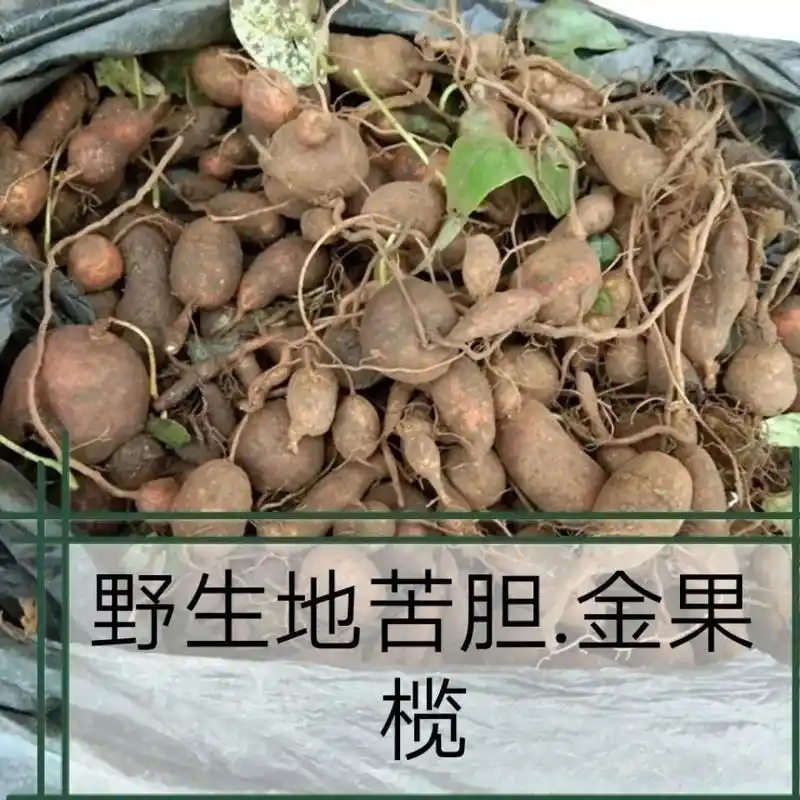 贵州地苦胆 新鲜金果榄青牛胆九牛胆中草药山慈菇,地苦胆,金果 - 抖音