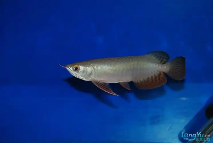 帮朋友挑的一条宝石龙请大家评评!