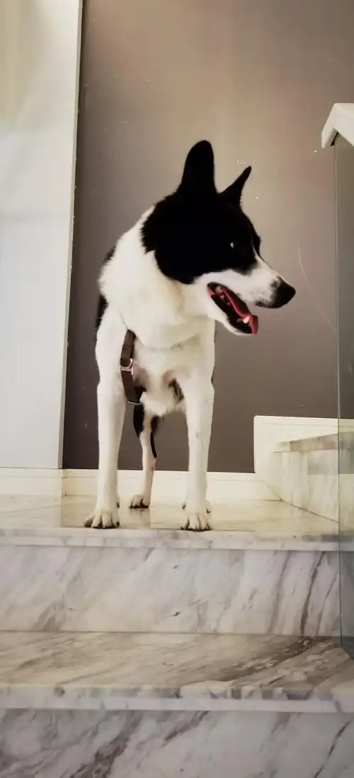 黑白小狗见面会