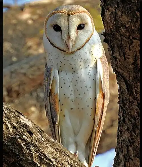 一脸呆萌,实则凶猛,中国30种猫头鹰影集