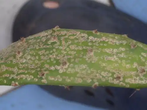 仙人掌介壳虫的防治方法_病虫防治_农苗网