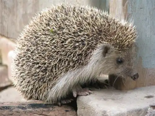 英国小镇惊现巨型刺猬身体如一个膨胀的气球