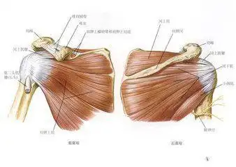 肩膀痛肩周炎盲目锻炼小心变肩袖撕裂