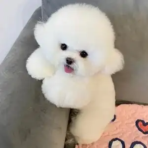 比熊犬幼犬纯种比熊幼犬活体飞耳米奇耳比熊犬活犬可爱宠物狗幼崽