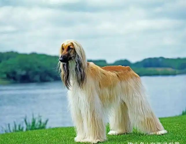 世界上最漂亮的狗长啥样?你绝对没有见过,配一次种高达十万!