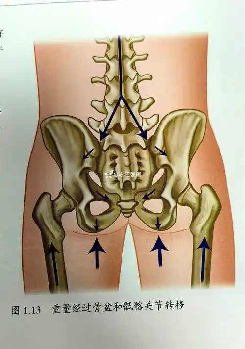 骨盆的形闭合与力闭合