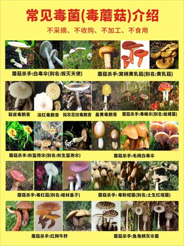 m769常见的毒菌毒蘑菇介绍不可食用宣传贴纸图片1872海报印制展板