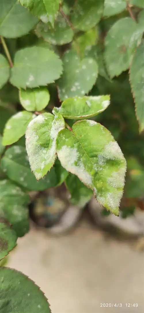 月季叶片上发现灰白色霉层小心它来作怪